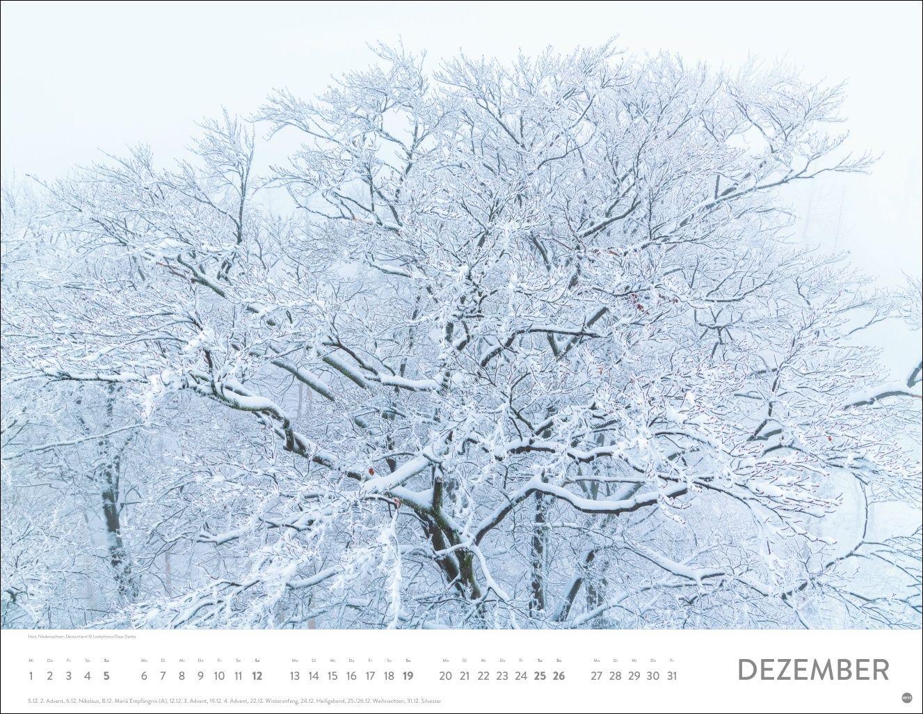 Beispielinhalt (Bild) Schönheit des Waldes Posterkalender 2027