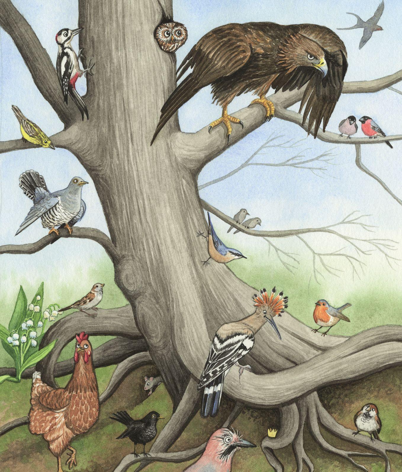 Beispielinhalt (Bild) Der Zaunkönig