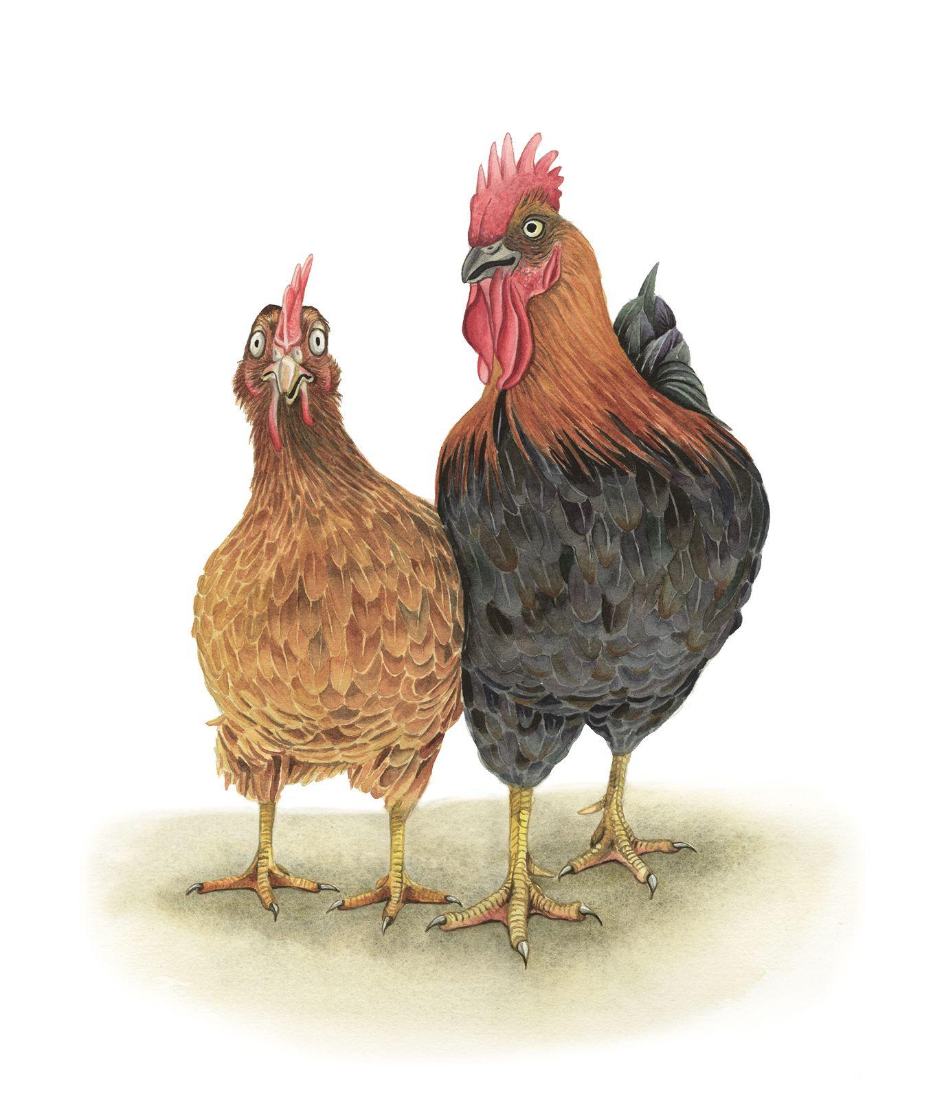 Beispielinhalt (Bild) Der Zaunkönig