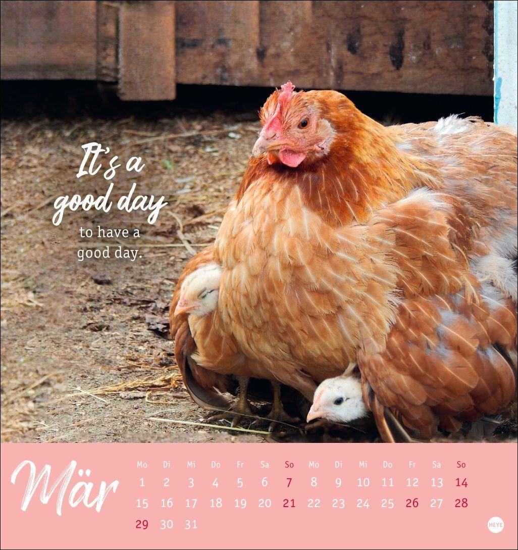 Beispielinhalt (Bild) Hühner Postkartenkalender 2027 - Ach, du verrücktes Huhn!