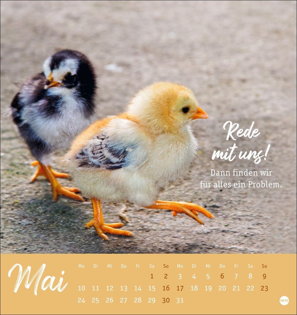 Beispielinhalt (Bild) Hühner Postkartenkalender 2027 - Ach, du verrücktes Huhn!