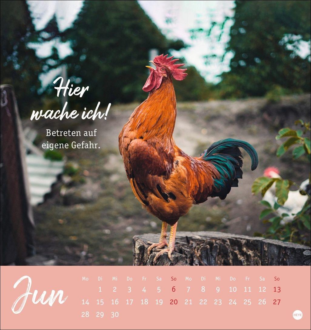 Beispielinhalt (Bild) Hühner Postkartenkalender 2027 - Ach, du verrücktes Huhn!