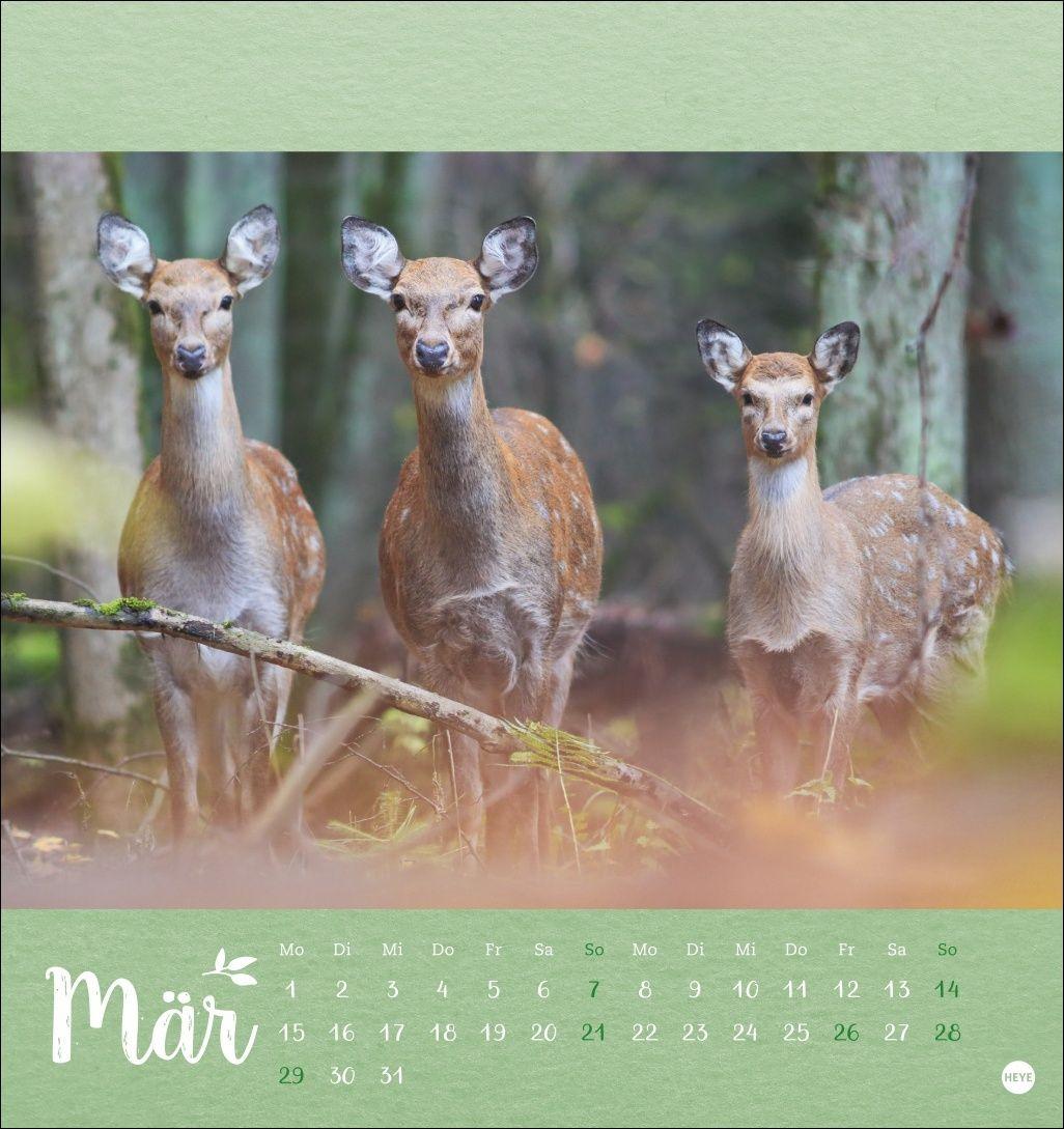 Beispielinhalt (Bild) Vadim Trunov: Märchenhaftes Waldleben Postkartenkalender 2027