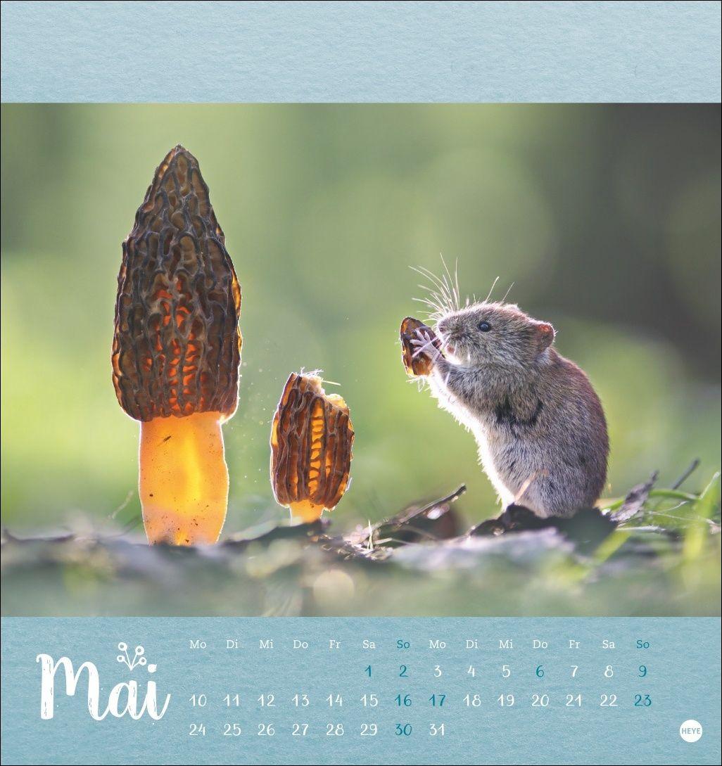 Beispielinhalt (Bild) Vadim Trunov: Märchenhaftes Waldleben Postkartenkalender 2027