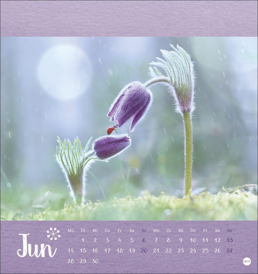 Beispielinhalt (Bild) Vadim Trunov: Märchenhaftes Waldleben Postkartenkalender 2027