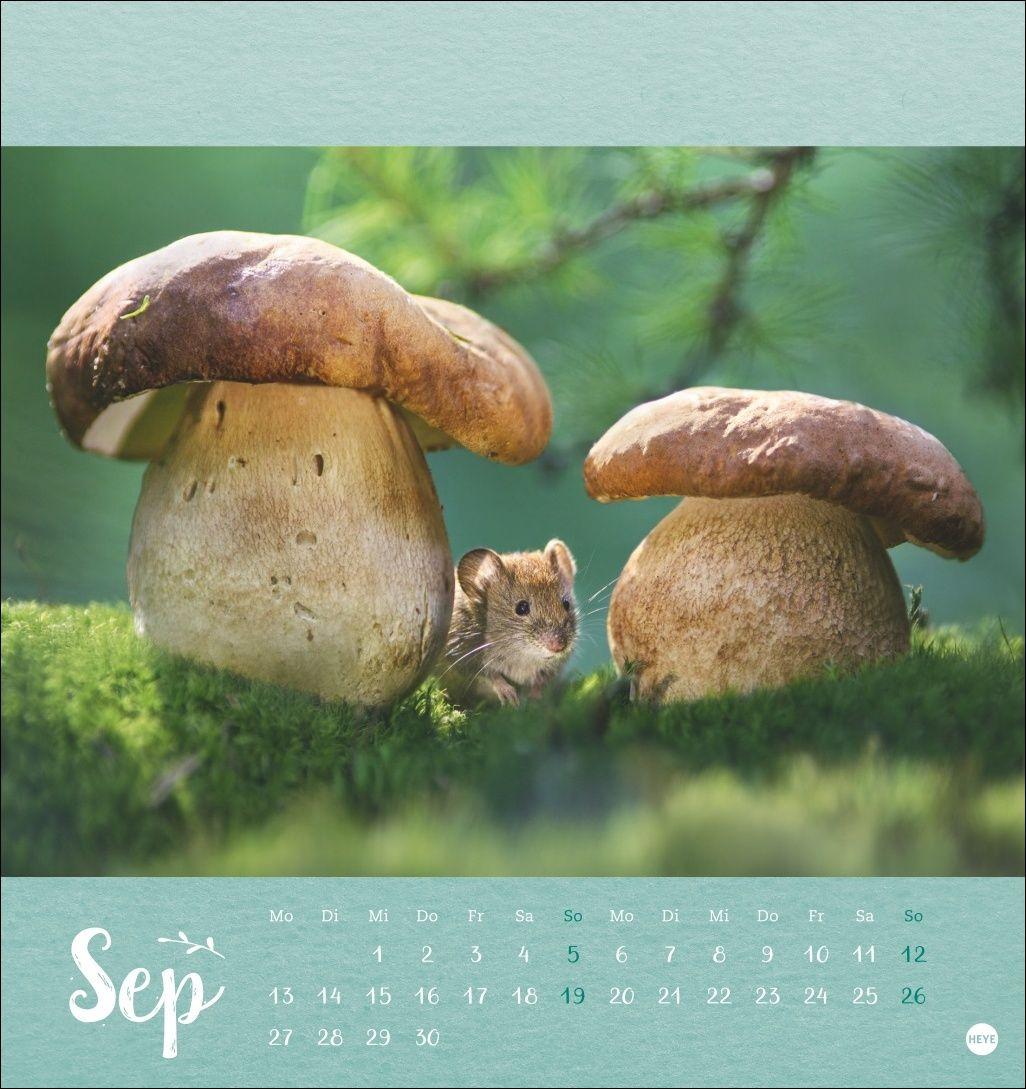 Beispielinhalt (Bild) Vadim Trunov: Märchenhaftes Waldleben Postkartenkalender 2027