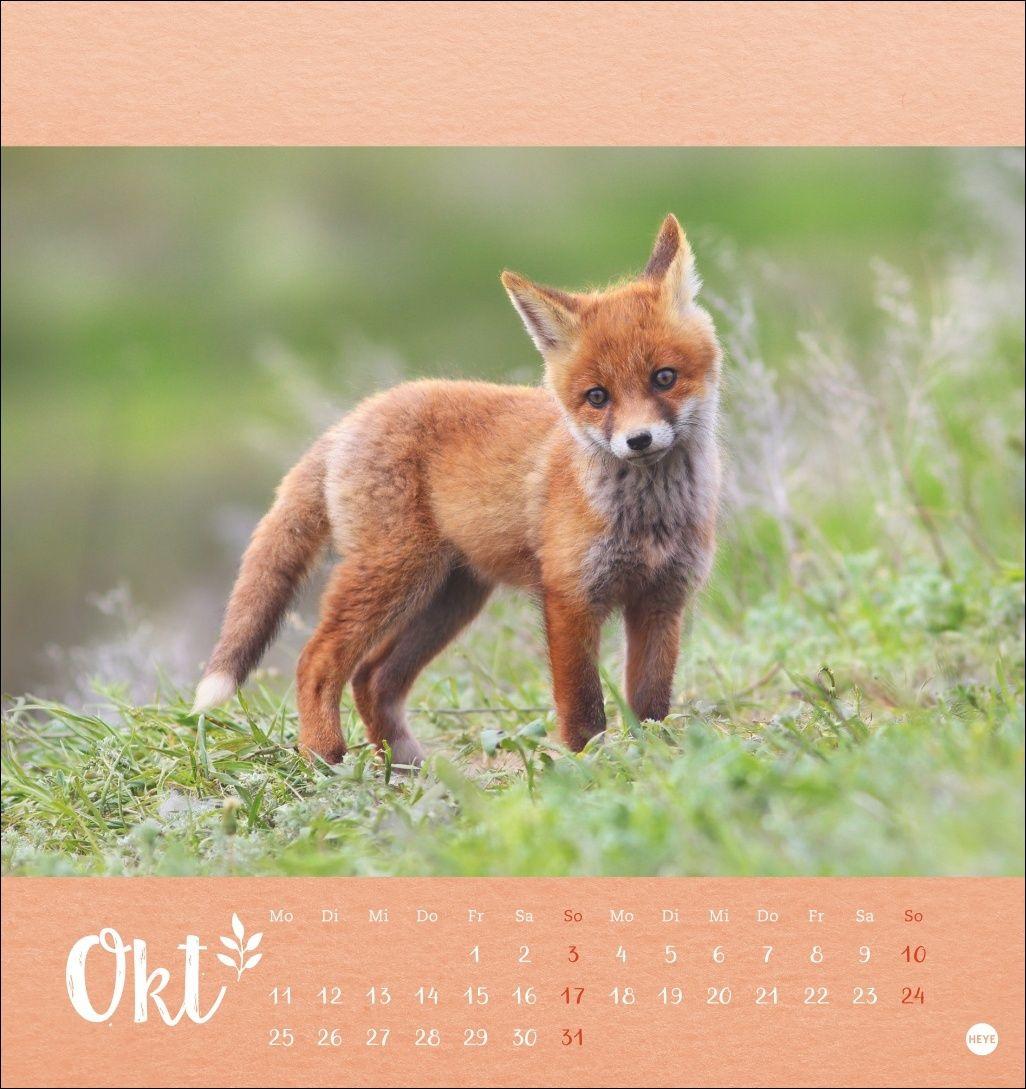 Beispielinhalt (Bild) Vadim Trunov: Märchenhaftes Waldleben Postkartenkalender 2027