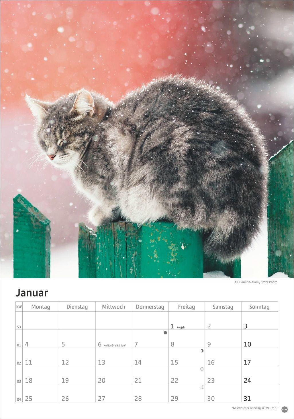 Beispielinhalt (Bild) Katzen Kalender 2027