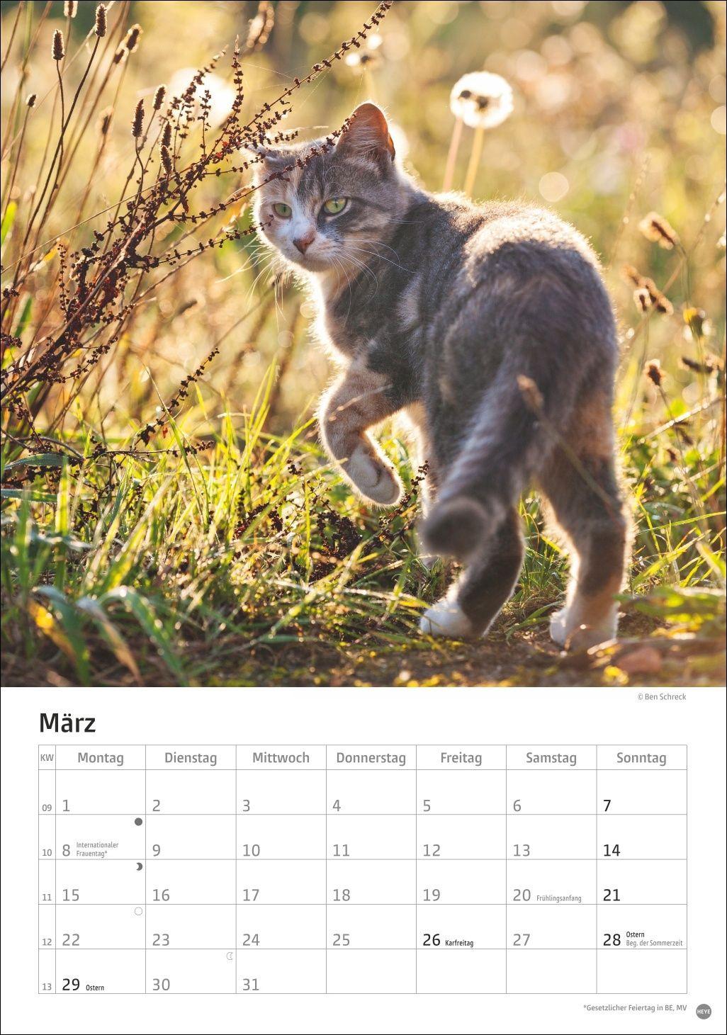 Beispielinhalt (Bild) Katzen Kalender 2027