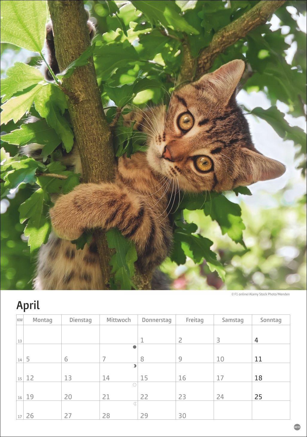 Beispielinhalt (Bild) Katzen Kalender 2027