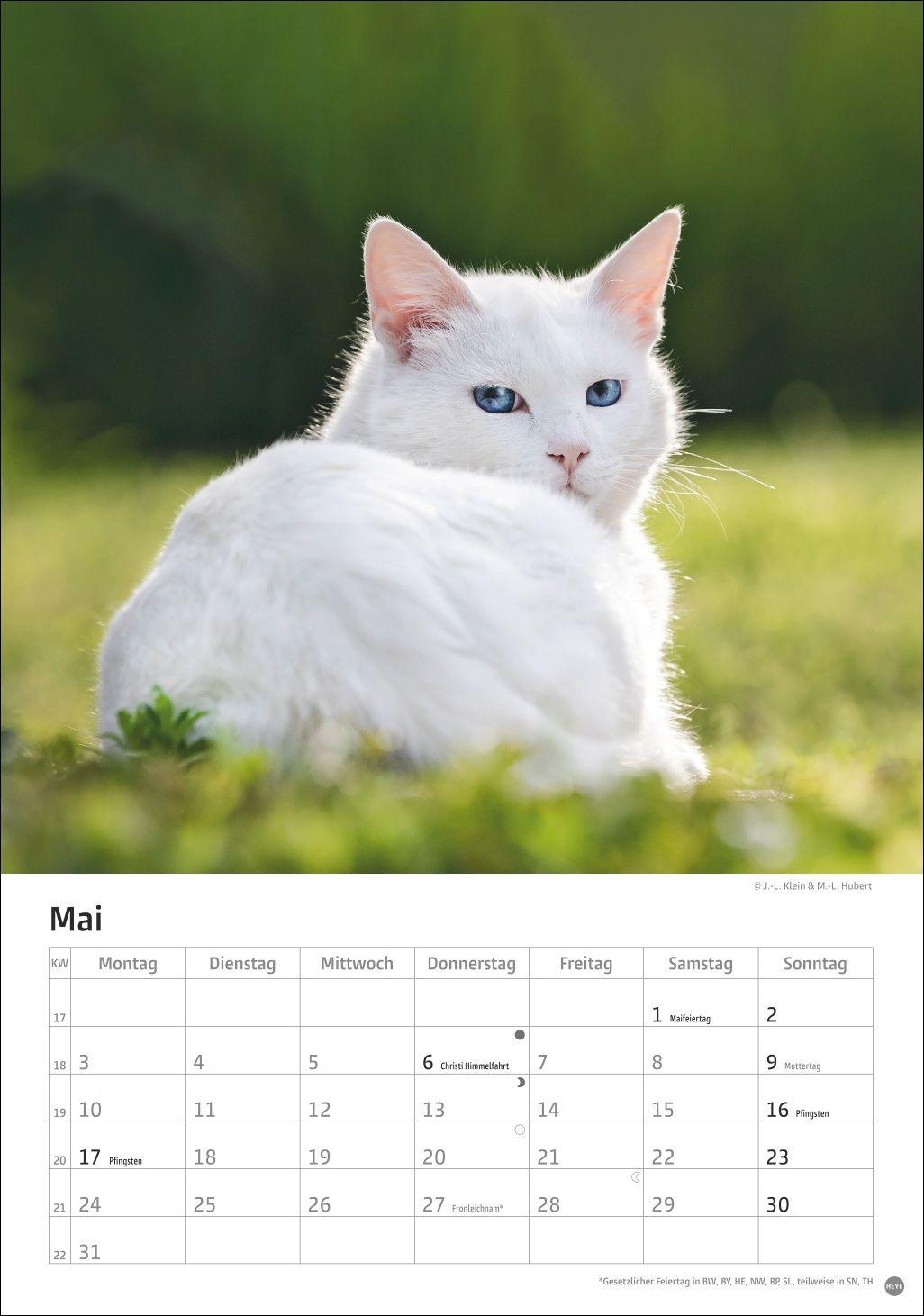 Beispielinhalt (Bild) Katzen Kalender 2027