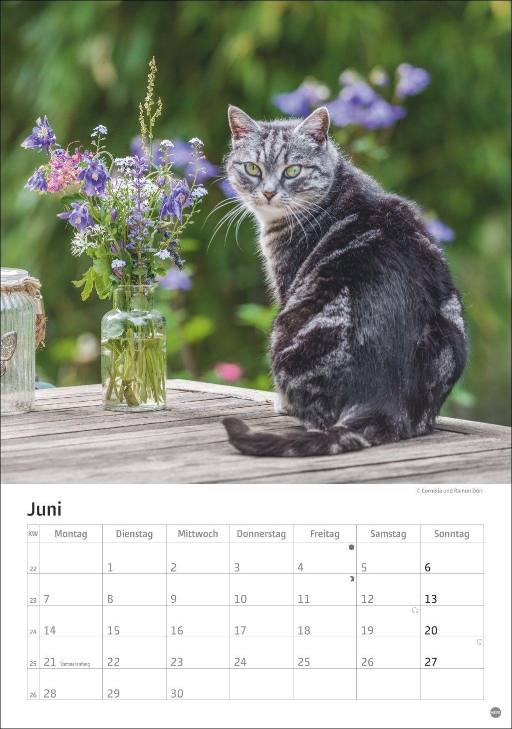 Beispielinhalt (Bild) Katzen Kalender 2027