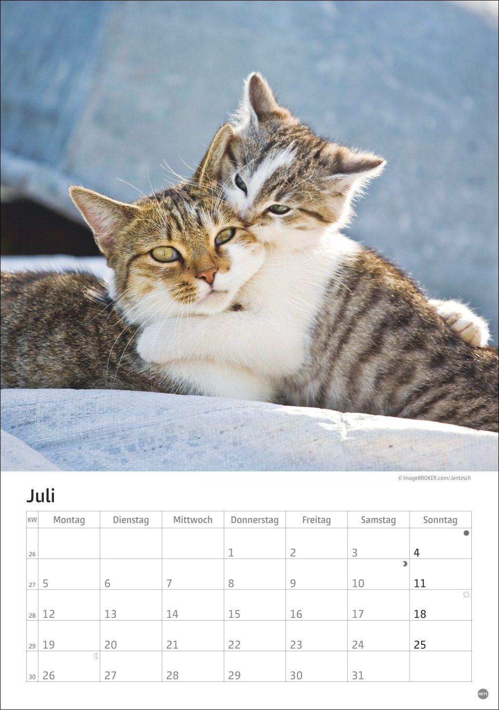 Beispielinhalt (Bild) Katzen Kalender 2027
