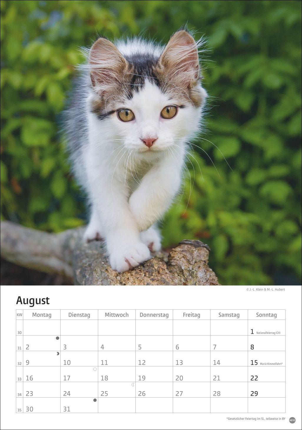 Beispielinhalt (Bild) Katzen Kalender 2027