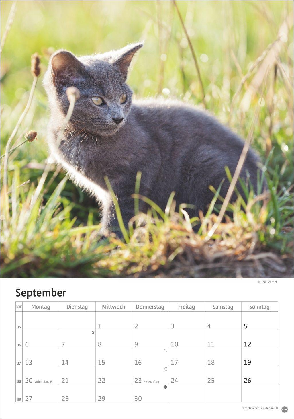 Beispielinhalt (Bild) Katzen Kalender 2027