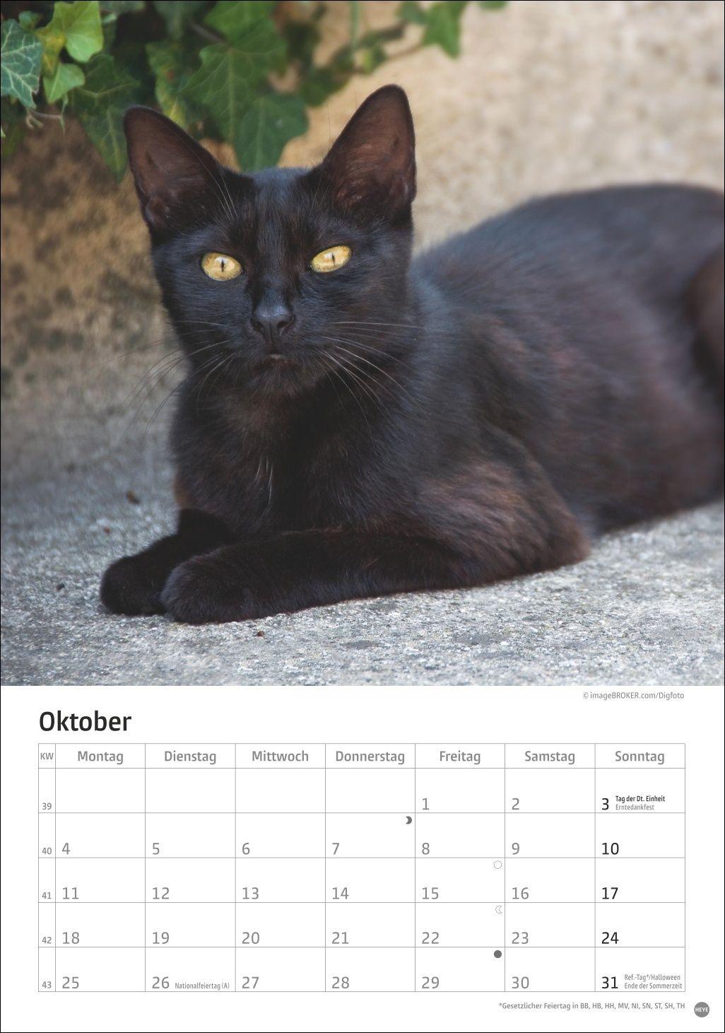 Beispielinhalt (Bild) Katzen Kalender 2027