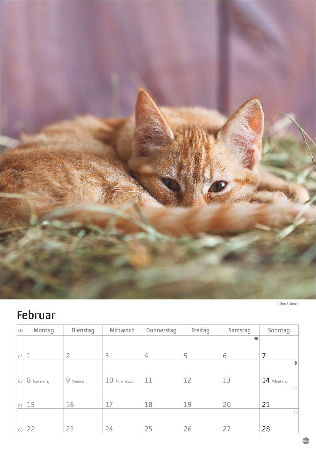 Beispielinhalt (Bild) Katzen Kalender 2027