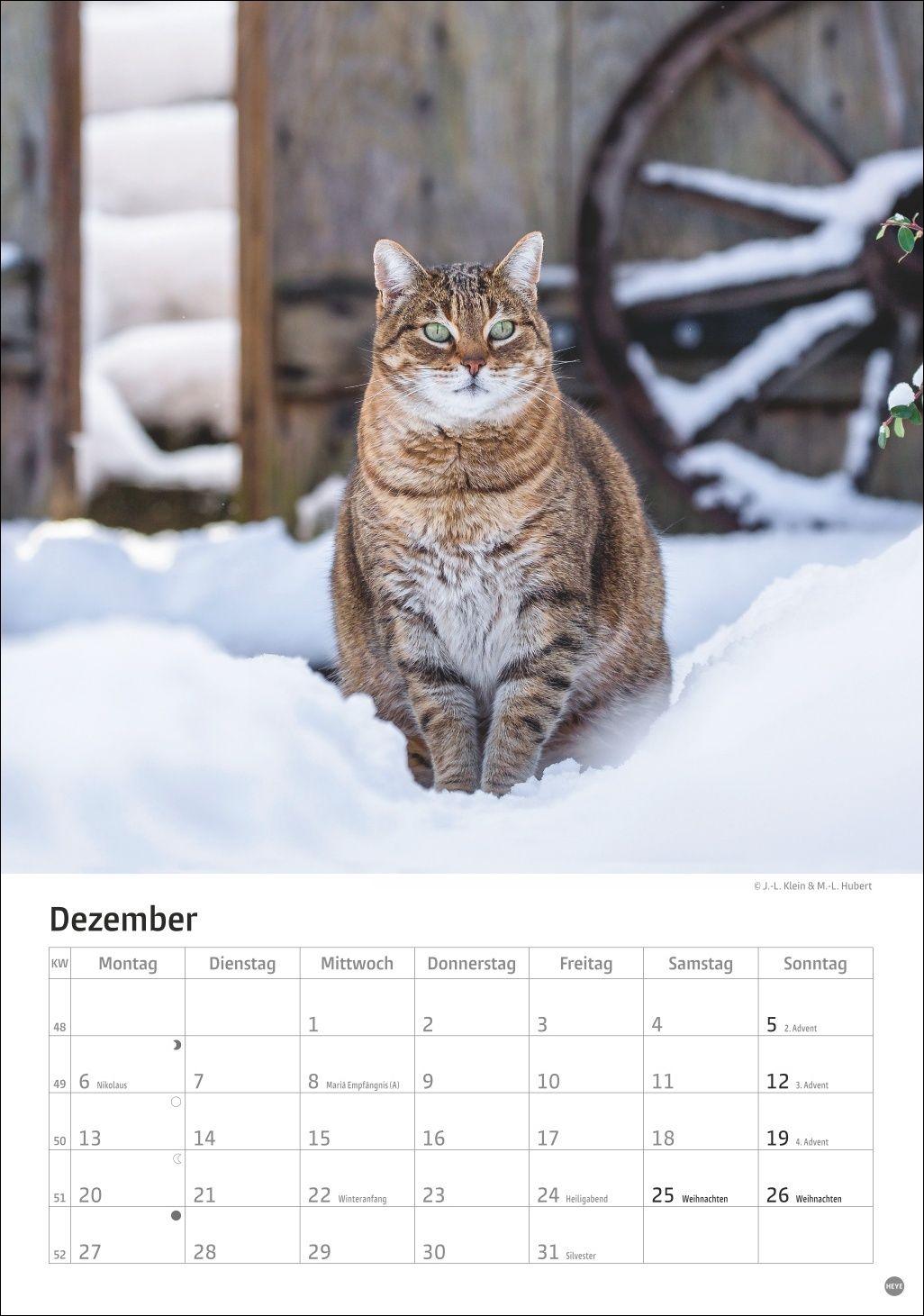 Beispielinhalt (Bild) Katzen Kalender 2027