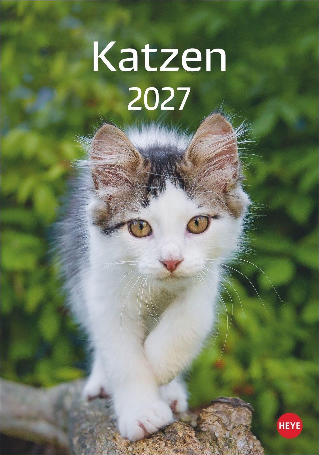 Vorderes Coverbild Katzen Kalender 2027