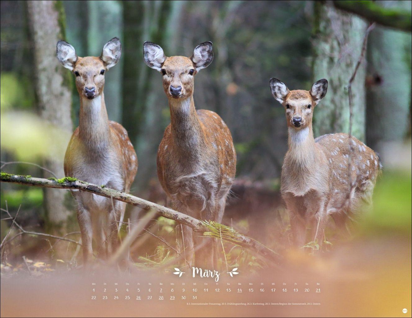 Beispielinhalt (Bild) Vadim Trunov: Märchenhaftes Waldleben Posterkalender 2027