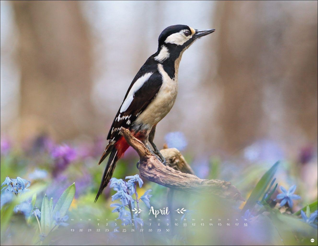 Beispielinhalt (Bild) Vadim Trunov: Märchenhaftes Waldleben Posterkalender 2027