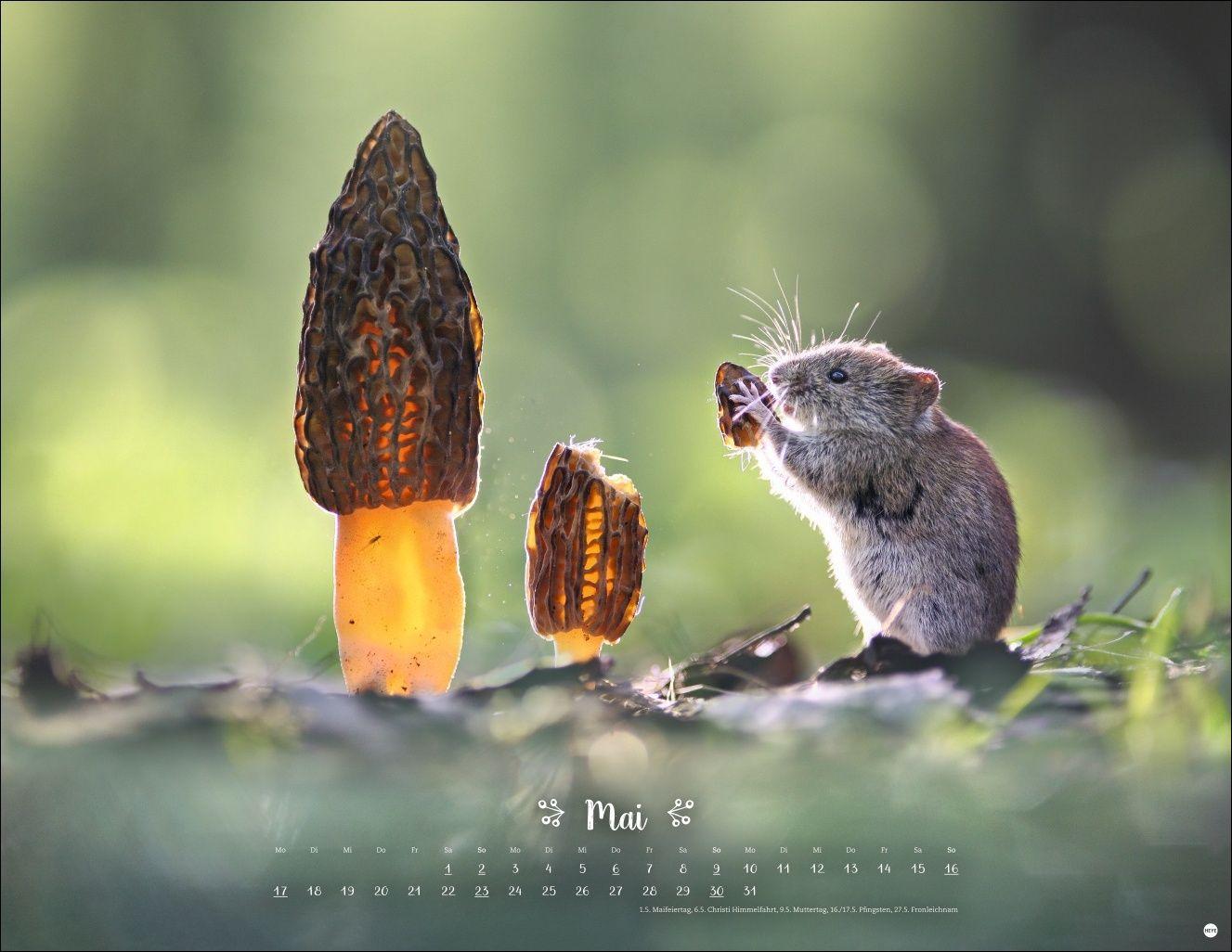 Beispielinhalt (Bild) Vadim Trunov: Märchenhaftes Waldleben Posterkalender 2027