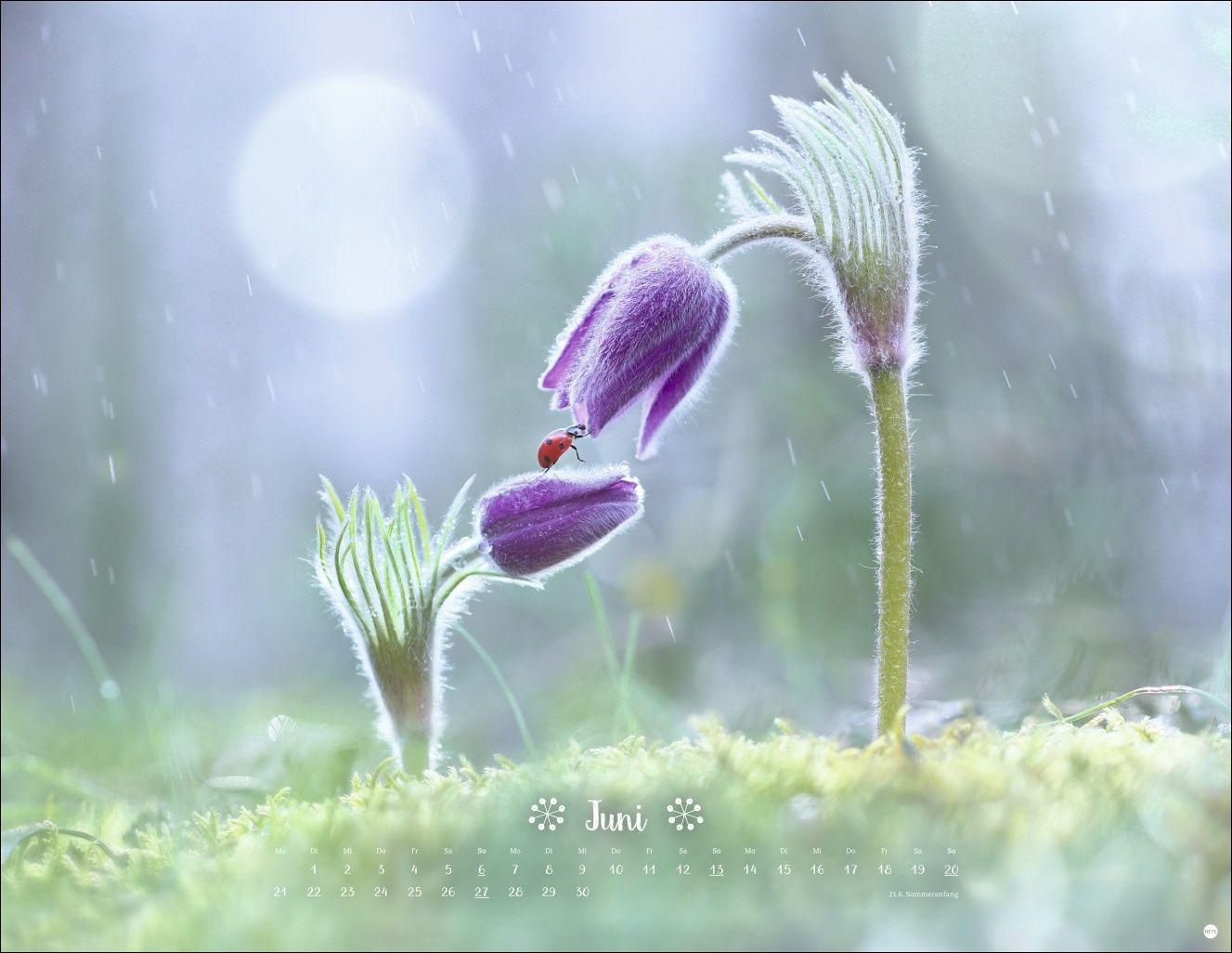 Beispielinhalt (Bild) Vadim Trunov: Märchenhaftes Waldleben Posterkalender 2027