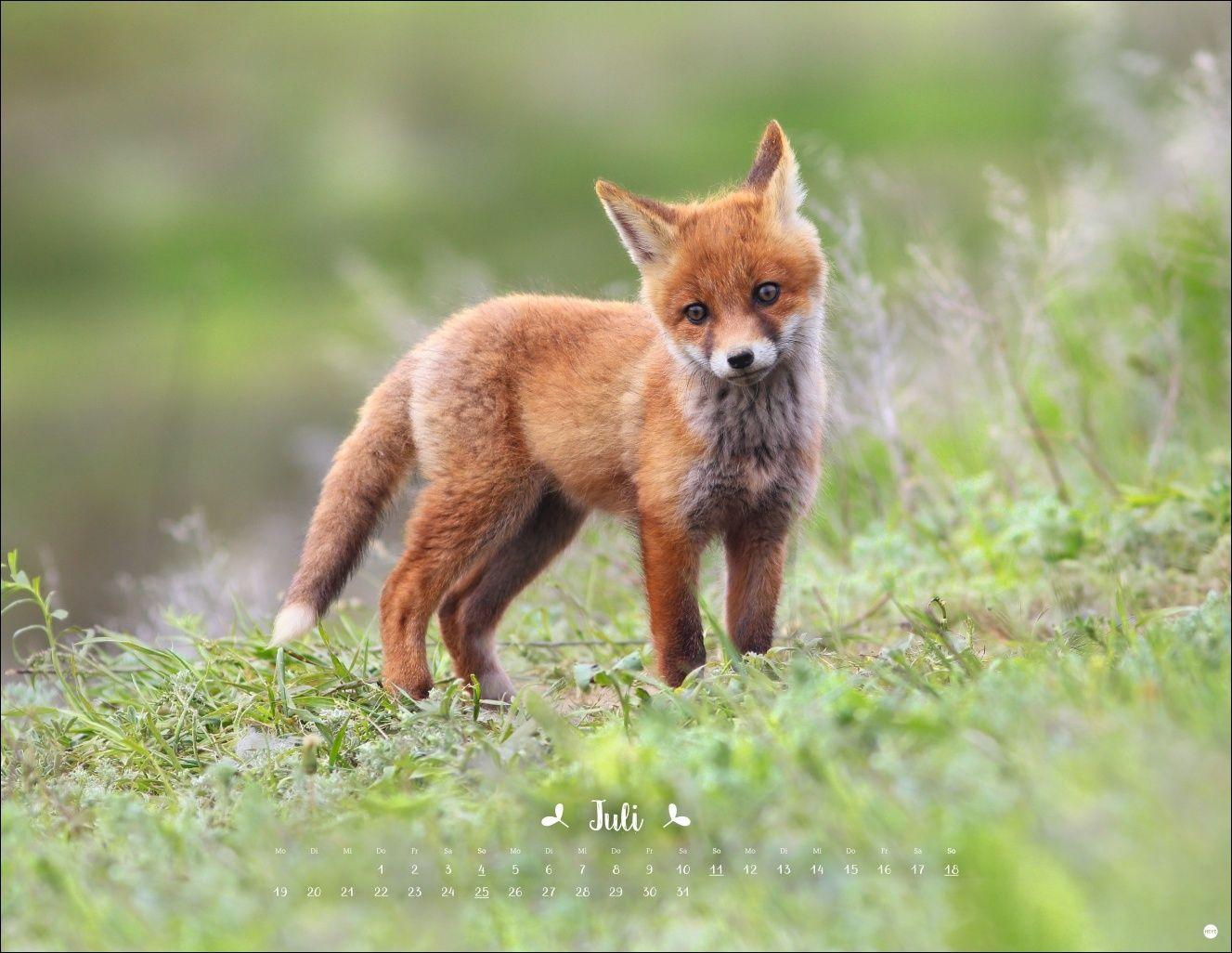 Beispielinhalt (Bild) Vadim Trunov: Märchenhaftes Waldleben Posterkalender 2027