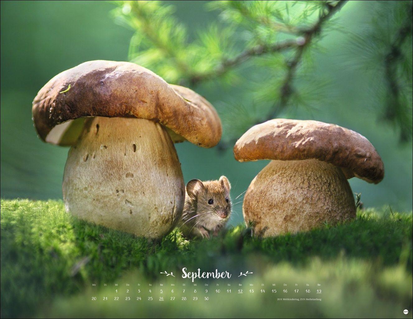 Beispielinhalt (Bild) Vadim Trunov: Märchenhaftes Waldleben Posterkalender 2027