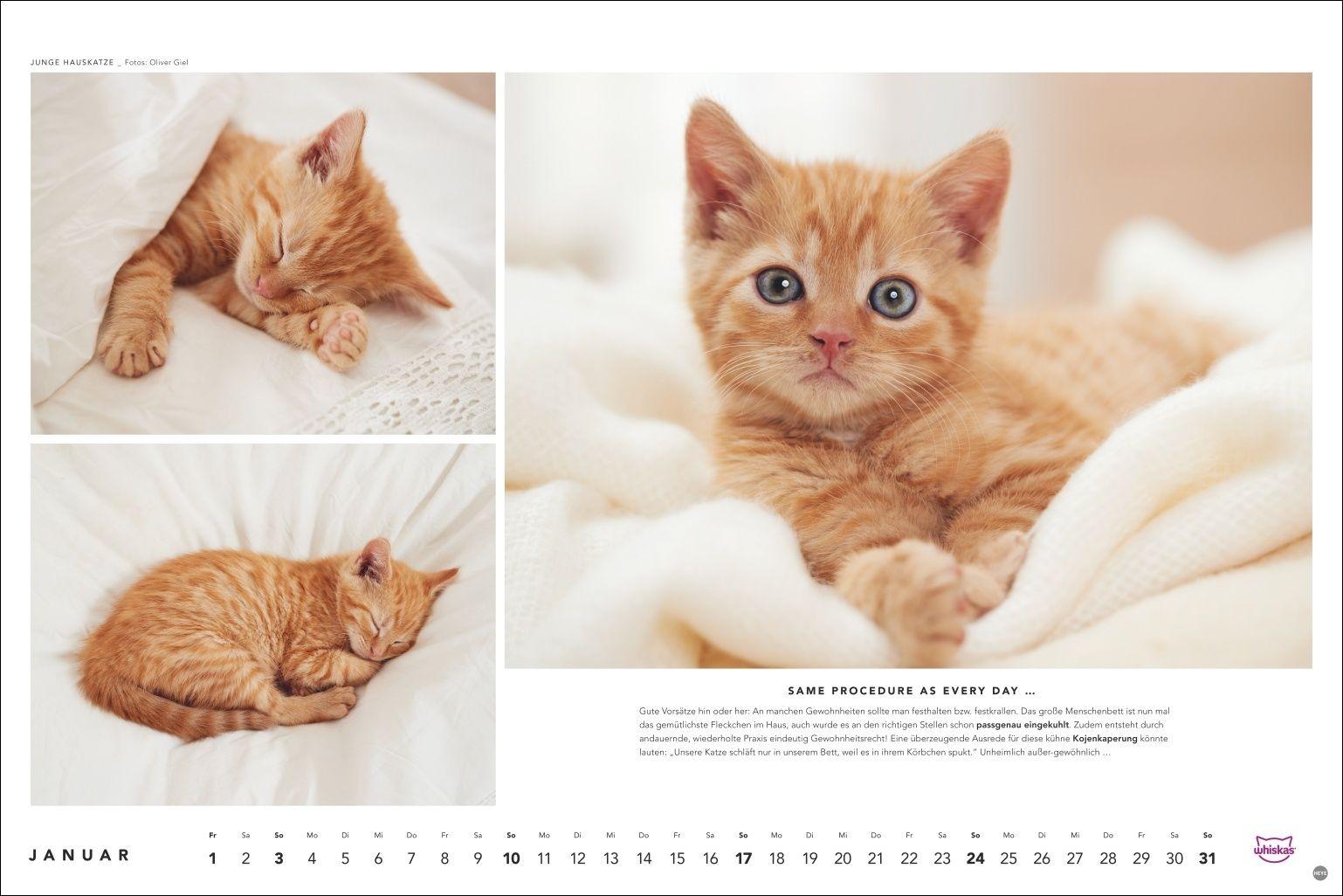 Beispielinhalt (Bild) Whiskas Katzenkalender 2027
