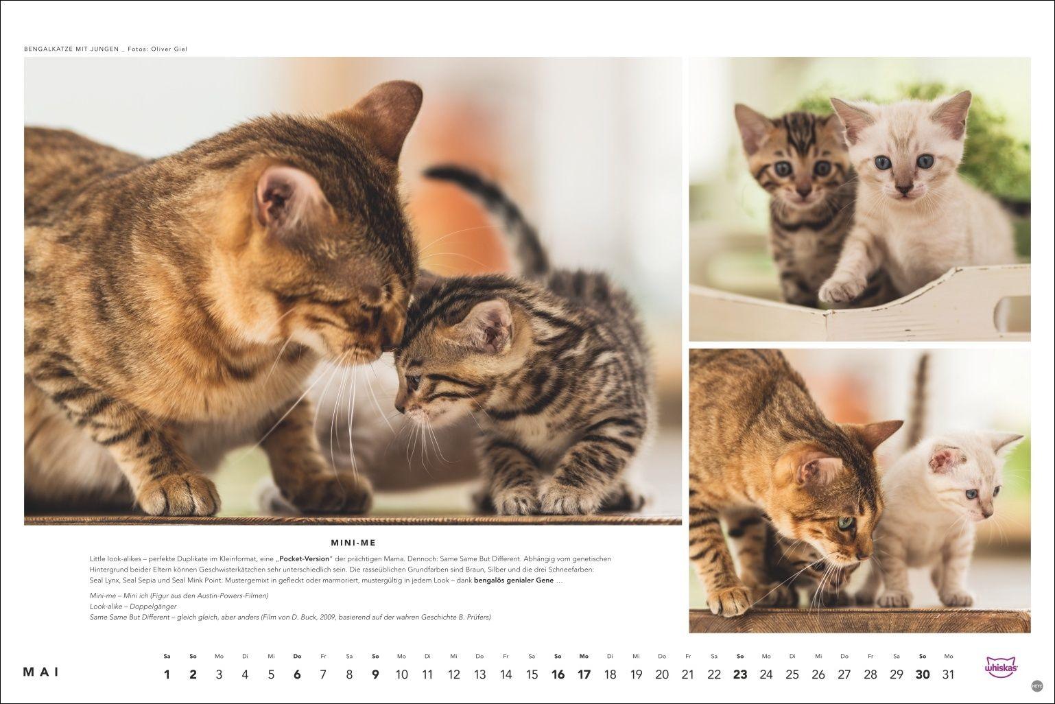 Beispielinhalt (Bild) Whiskas Katzenkalender 2027