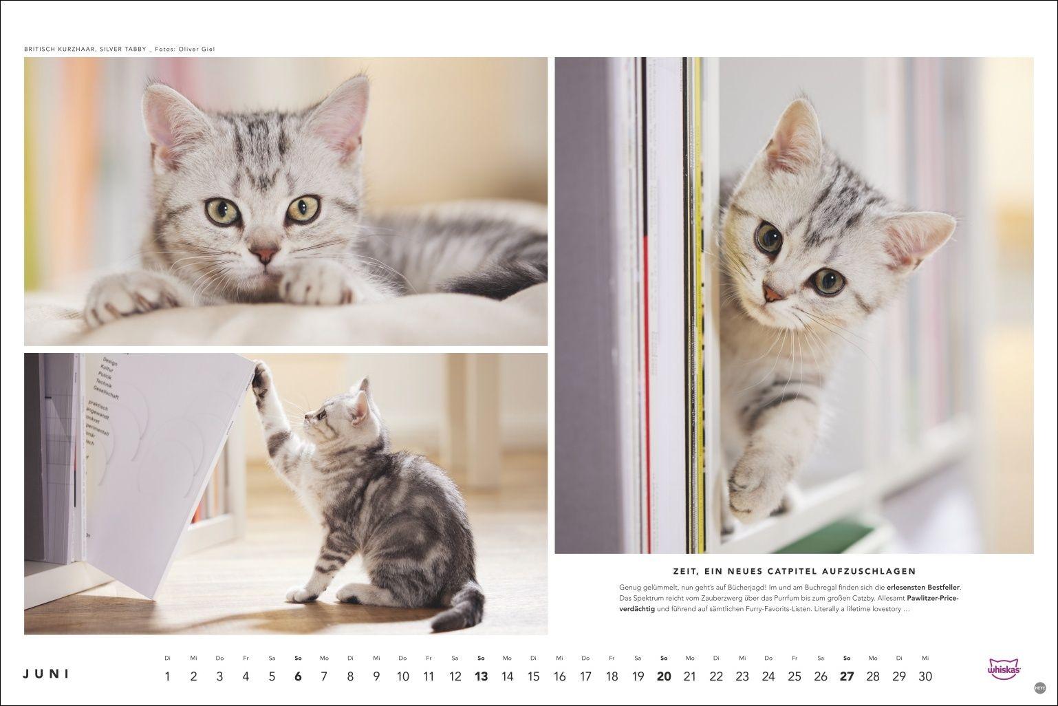 Beispielinhalt (Bild) Whiskas Katzenkalender 2027