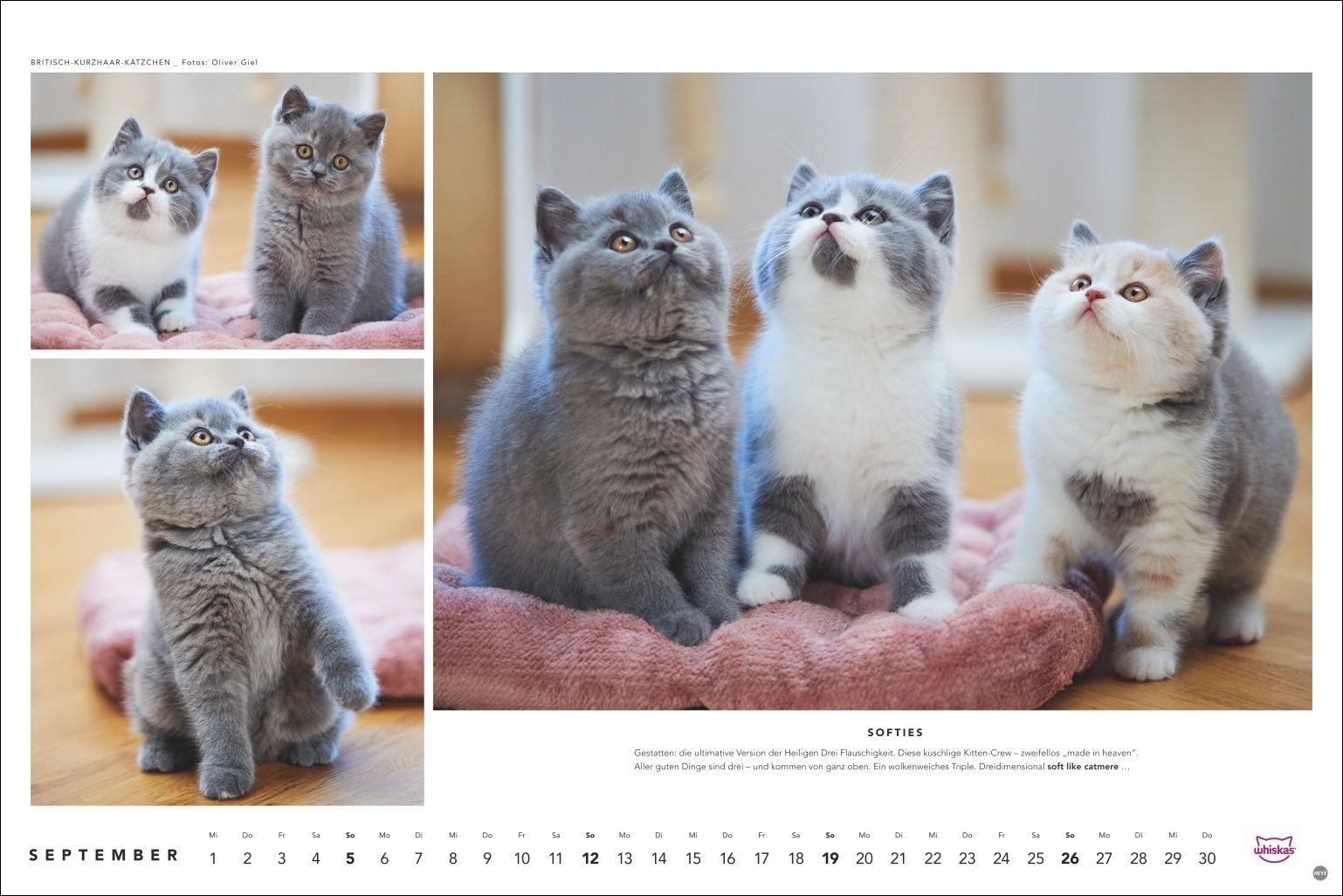 Beispielinhalt (Bild) Whiskas Katzenkalender 2027