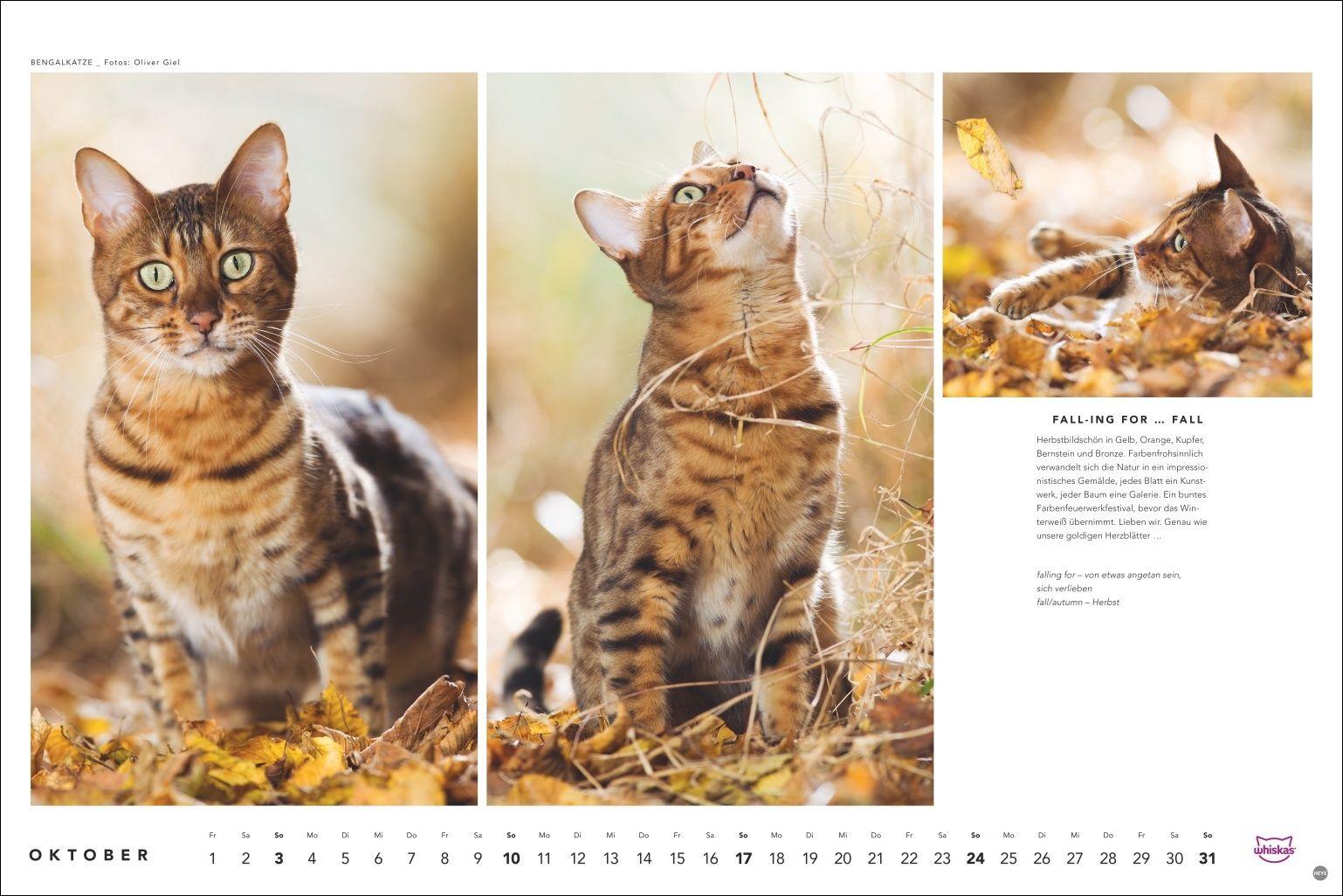 Beispielinhalt (Bild) Whiskas Katzenkalender 2027