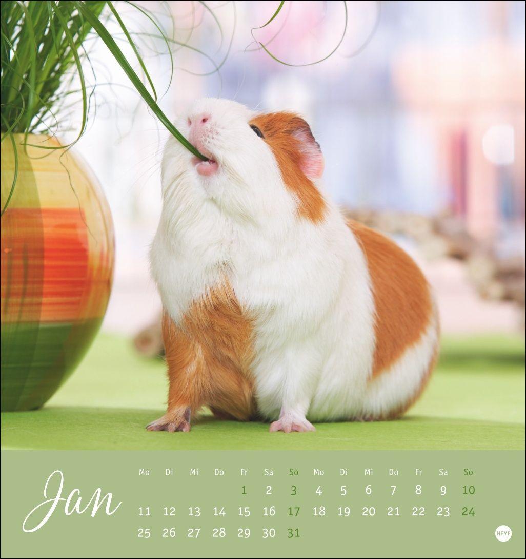 Beispielinhalt (Bild) Kuschelige Meerschweinchen Postkartenkalender 2027