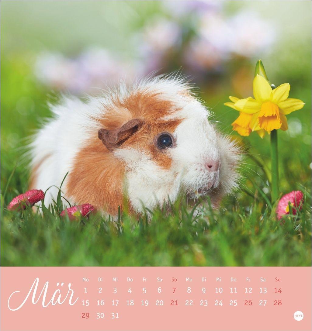 Beispielinhalt (Bild) Kuschelige Meerschweinchen Postkartenkalender 2027