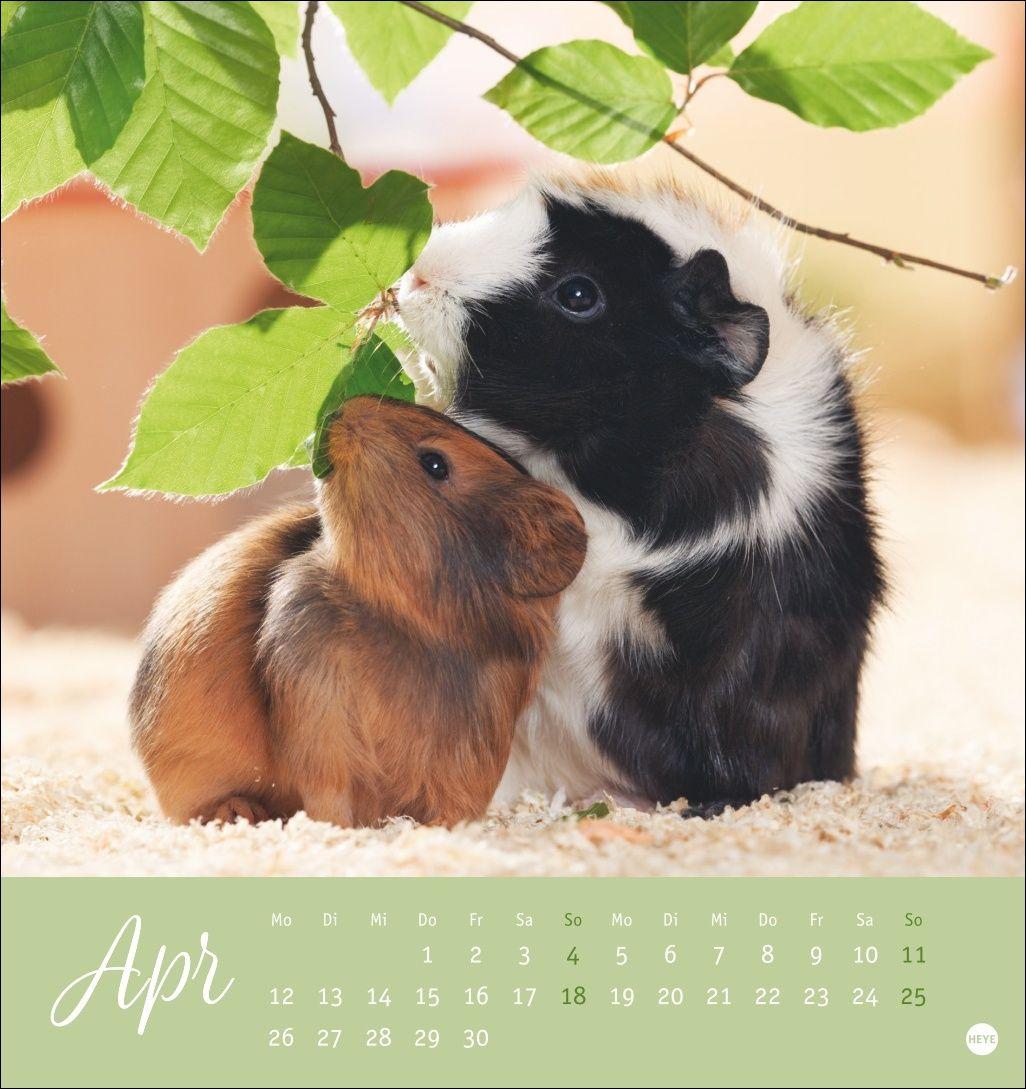 Beispielinhalt (Bild) Kuschelige Meerschweinchen Postkartenkalender 2027