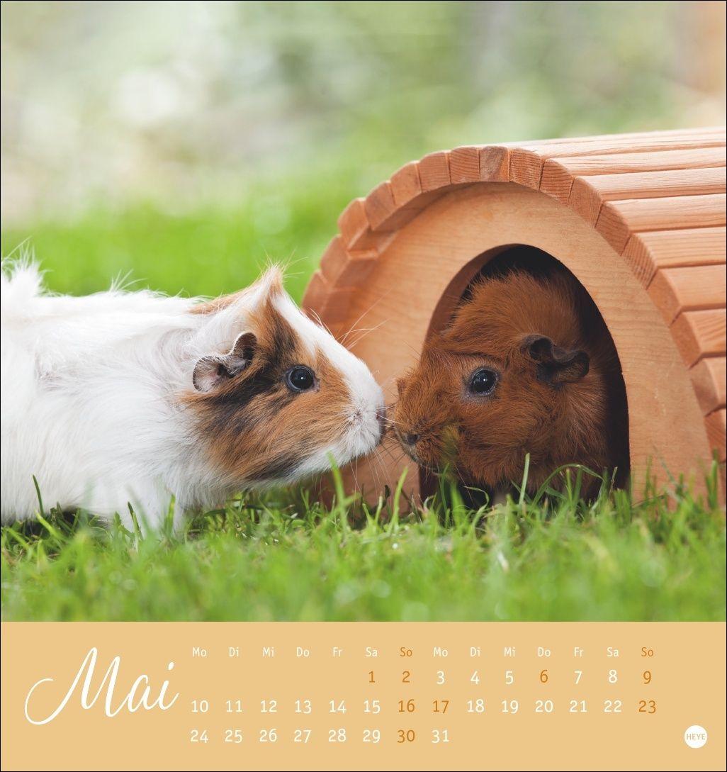 Beispielinhalt (Bild) Kuschelige Meerschweinchen Postkartenkalender 2027