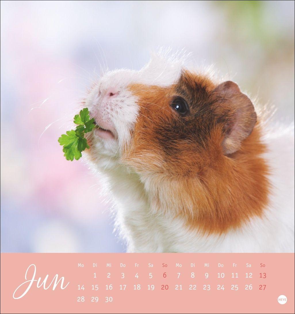 Beispielinhalt (Bild) Kuschelige Meerschweinchen Postkartenkalender 2027