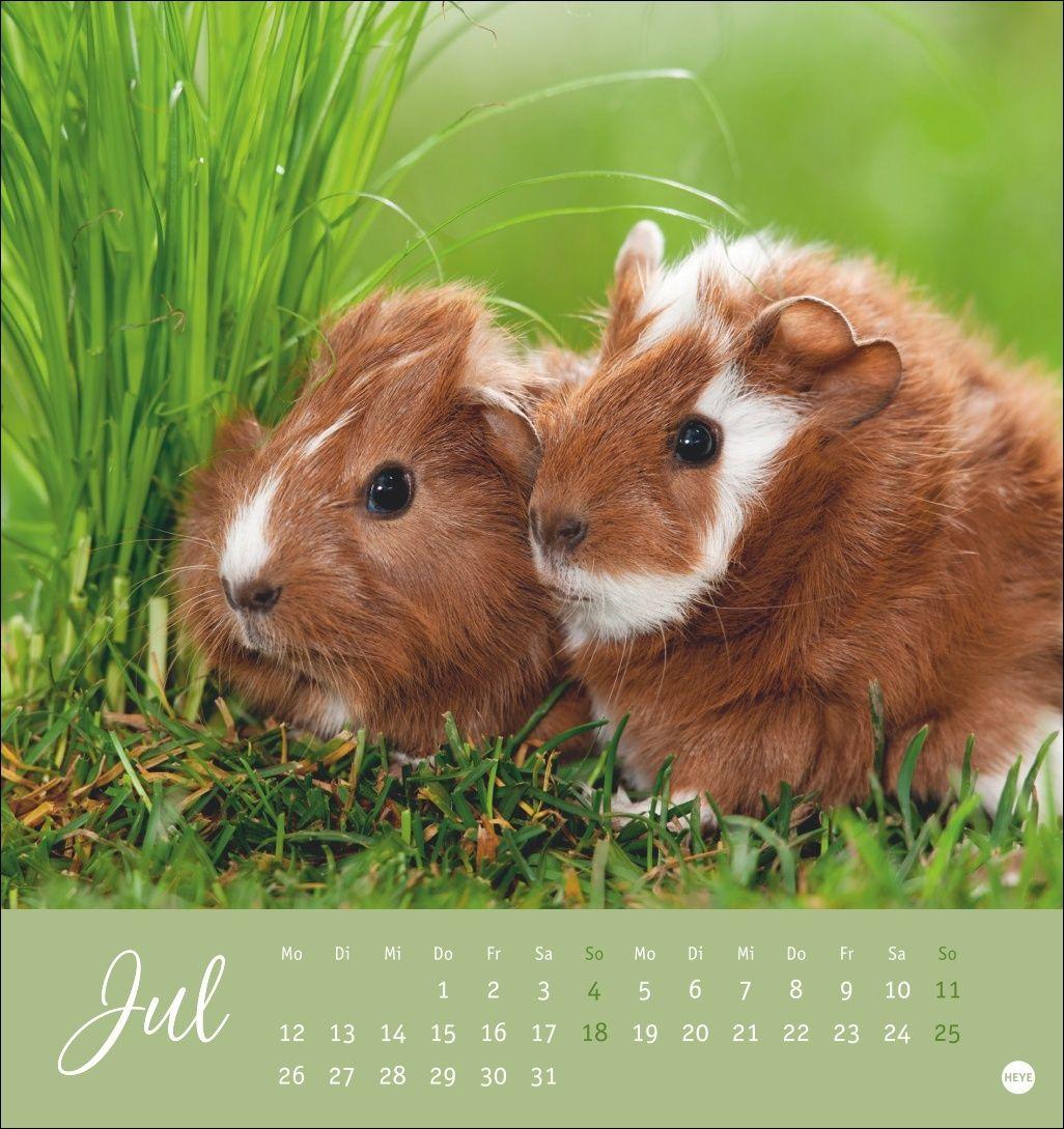 Beispielinhalt (Bild) Kuschelige Meerschweinchen Postkartenkalender 2027