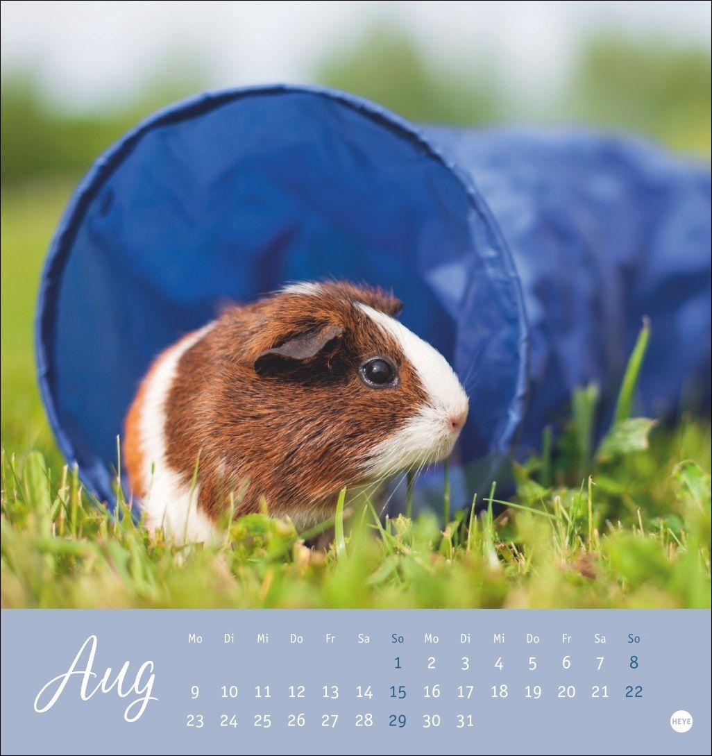Beispielinhalt (Bild) Kuschelige Meerschweinchen Postkartenkalender 2027