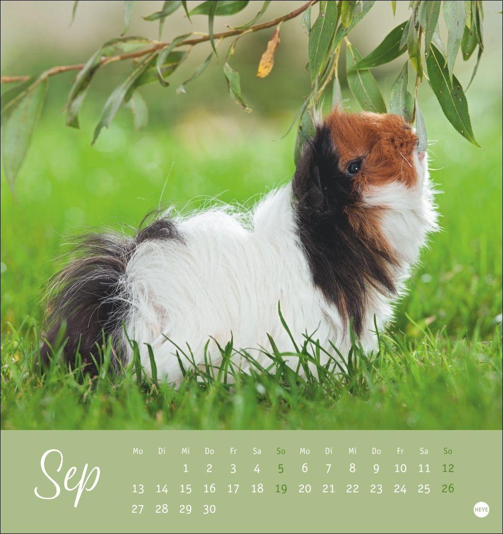 Beispielinhalt (Bild) Kuschelige Meerschweinchen Postkartenkalender 2027