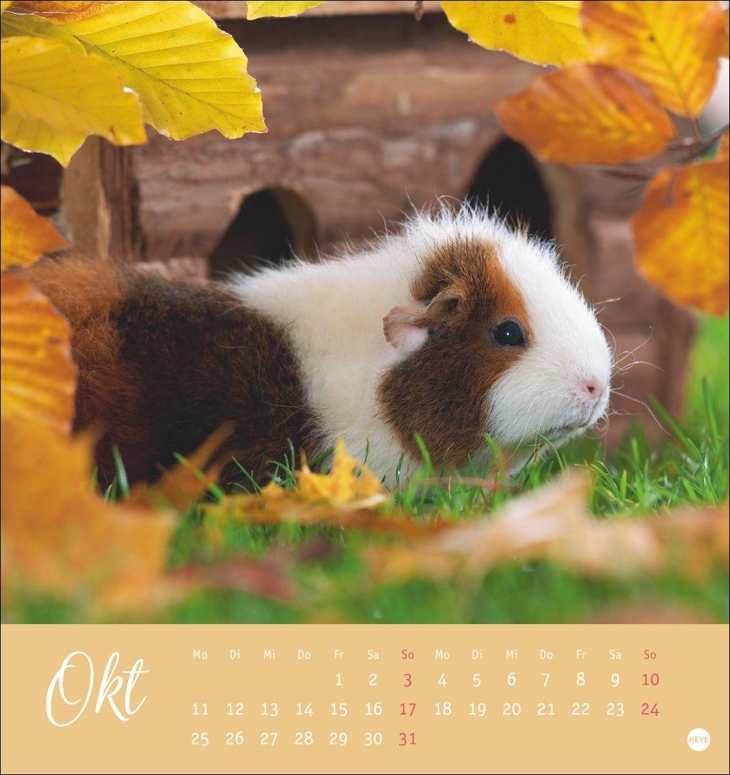 Beispielinhalt (Bild) Kuschelige Meerschweinchen Postkartenkalender 2027