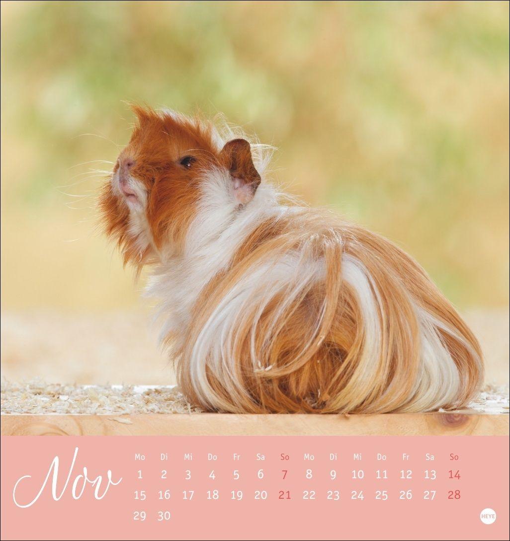 Beispielinhalt (Bild) Kuschelige Meerschweinchen Postkartenkalender 2027