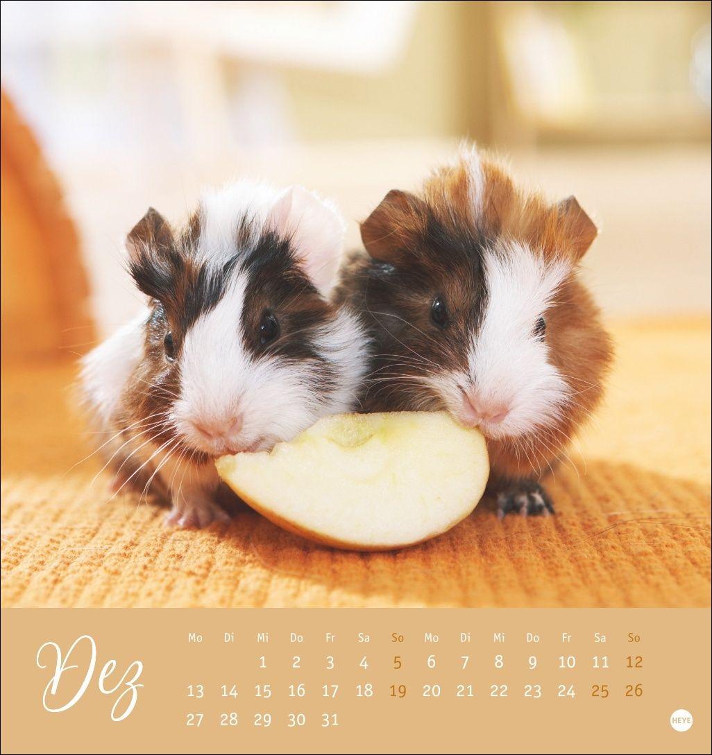 Beispielinhalt (Bild) Kuschelige Meerschweinchen Postkartenkalender 2027