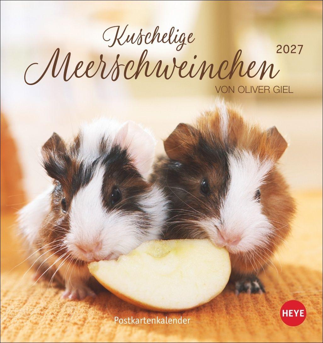 Vorderes Coverbild Kuschelige Meerschweinchen Postkartenkalender 2027