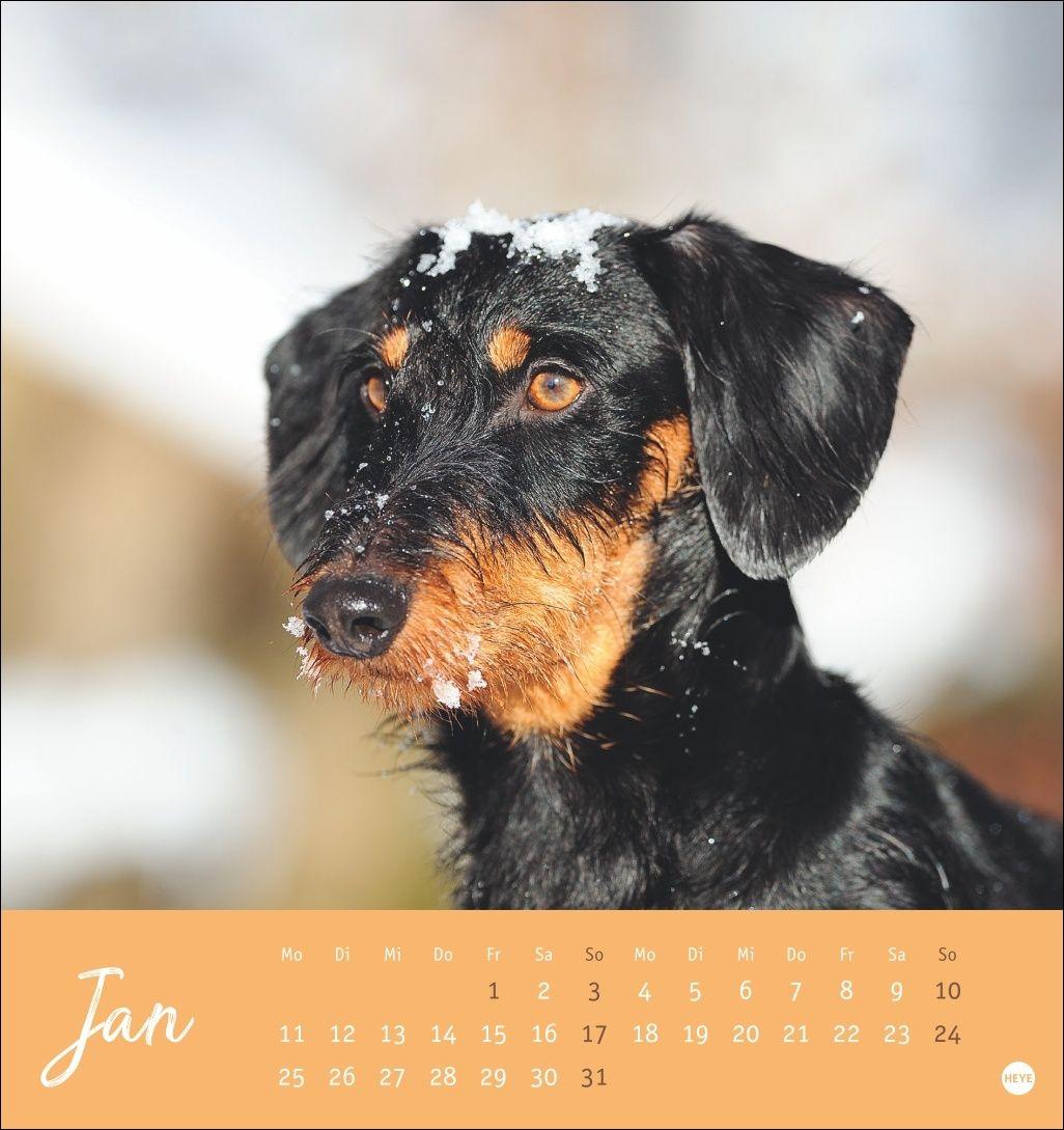 Beispielinhalt (Bild) Dackel Postkartenkalender 2027