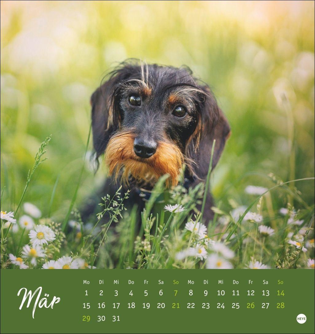 Beispielinhalt (Bild) Dackel Postkartenkalender 2027