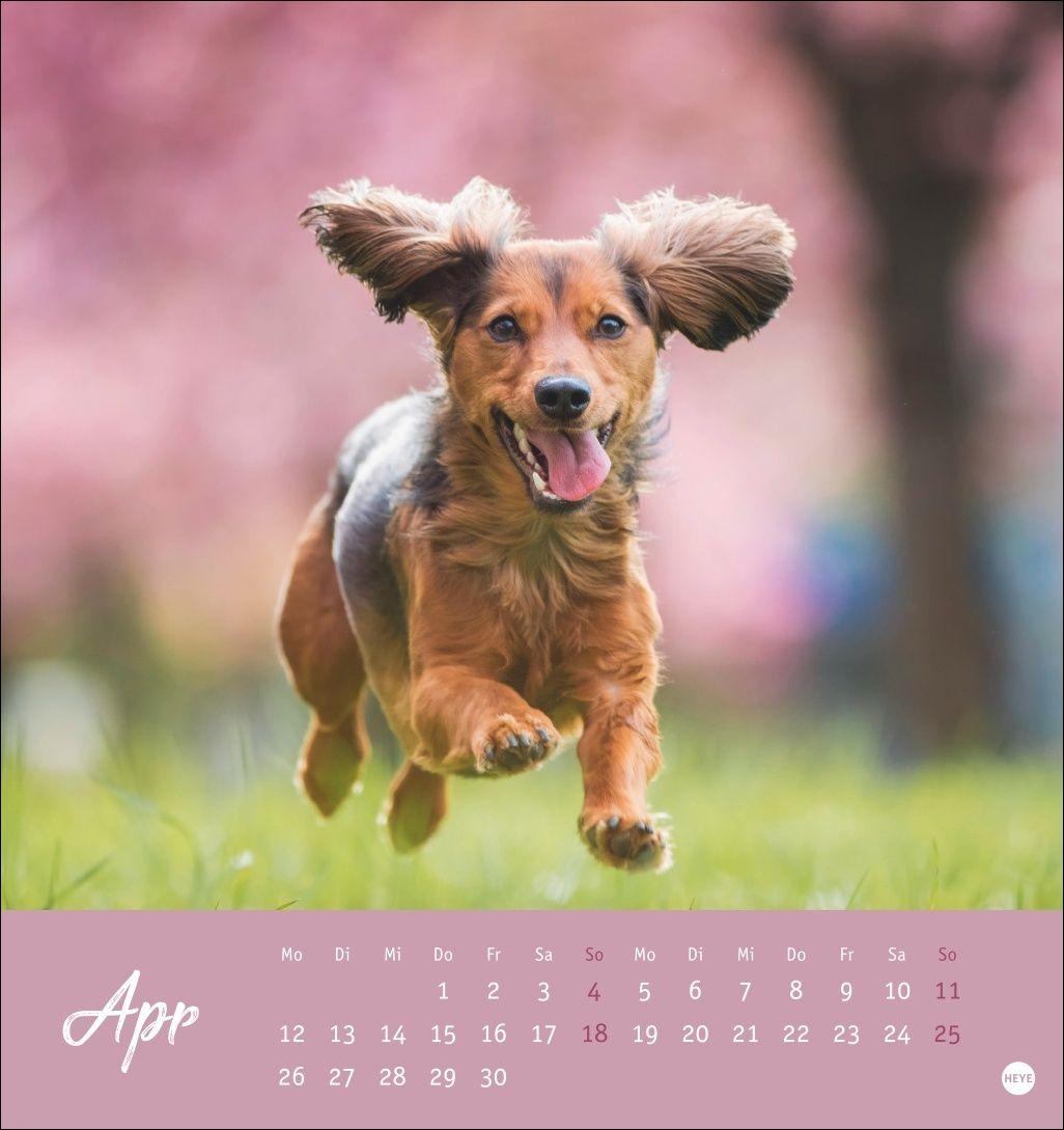 Beispielinhalt (Bild) Dackel Postkartenkalender 2027
