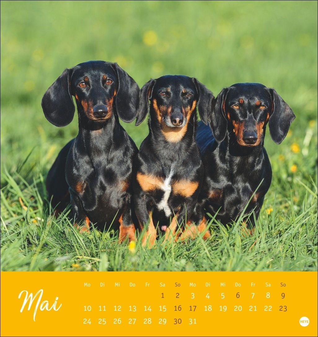 Beispielinhalt (Bild) Dackel Postkartenkalender 2027